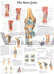 The Knee Joint - Anatomical Chart